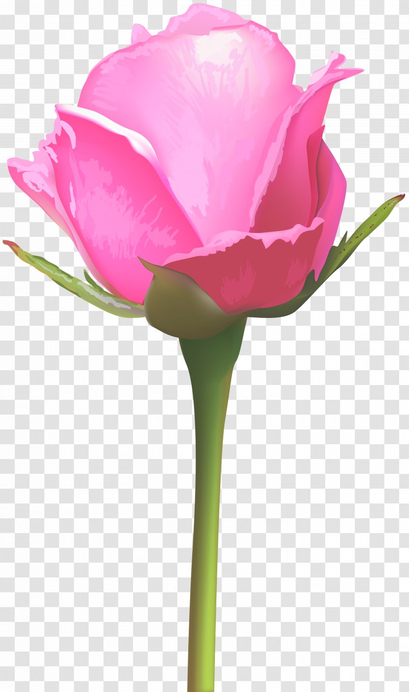 Rose Pink Flowers Floral Design - Family Transparent PNG