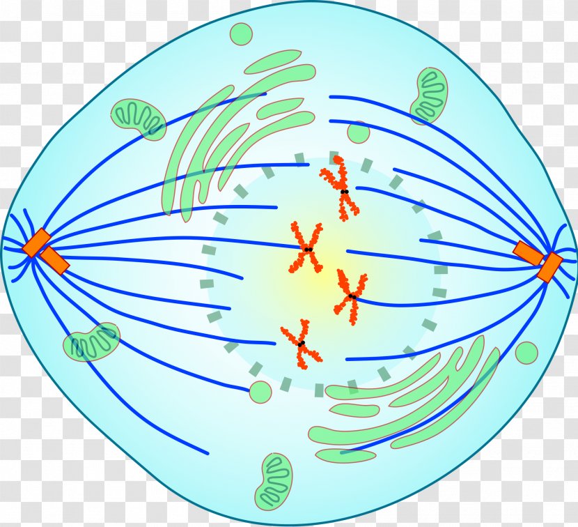 Prometaphase Mitosis Spindle Apparatus Meiosis - Magnified Cancer Cell Cartoon Transparent PNG