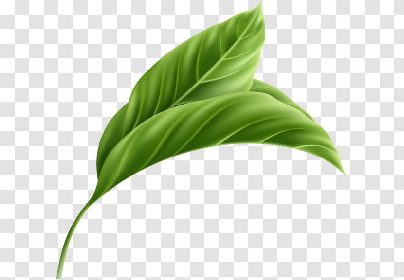 Leaf Plant Stem - Green Transparent PNG