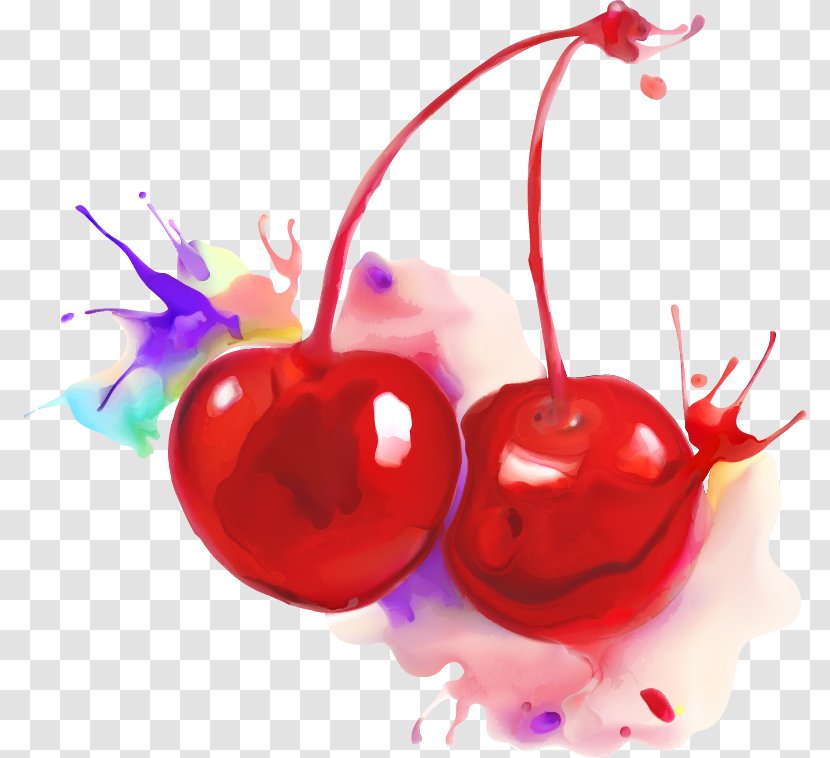 Cherry Watercolor Painting Auglis - Magenta - Vector Material Transparent PNG