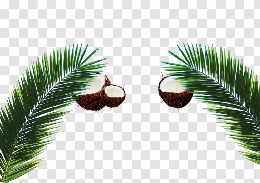 Arecaceae Coconut Milk Leaf - Google Images Transparent PNG