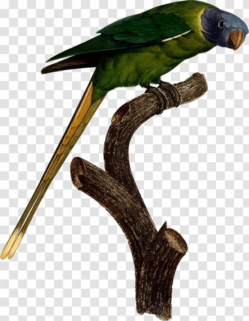 Bird Budgerigar T-shirt True Parrot Parakeet - Common Pet - Kiwi Transparent PNG