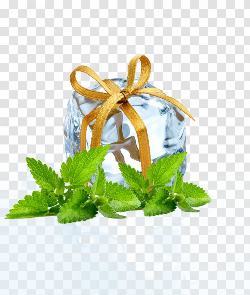 Ice Cube Melting Gift - Herb - Mint Leaves Transparent PNG