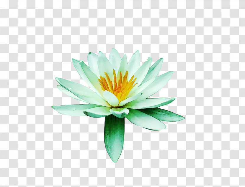 Flower Daisy Family Aquatic Plant Petal Common Daisy Transparent PNG