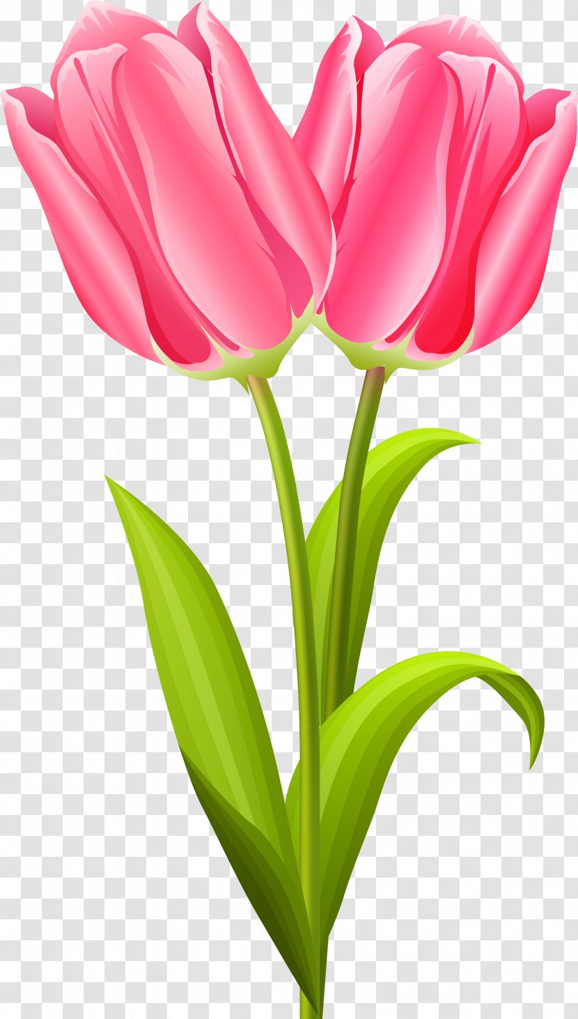 Cut Flowers Tulip Flowering Plant Flower Bouquet - Stem Transparent PNG