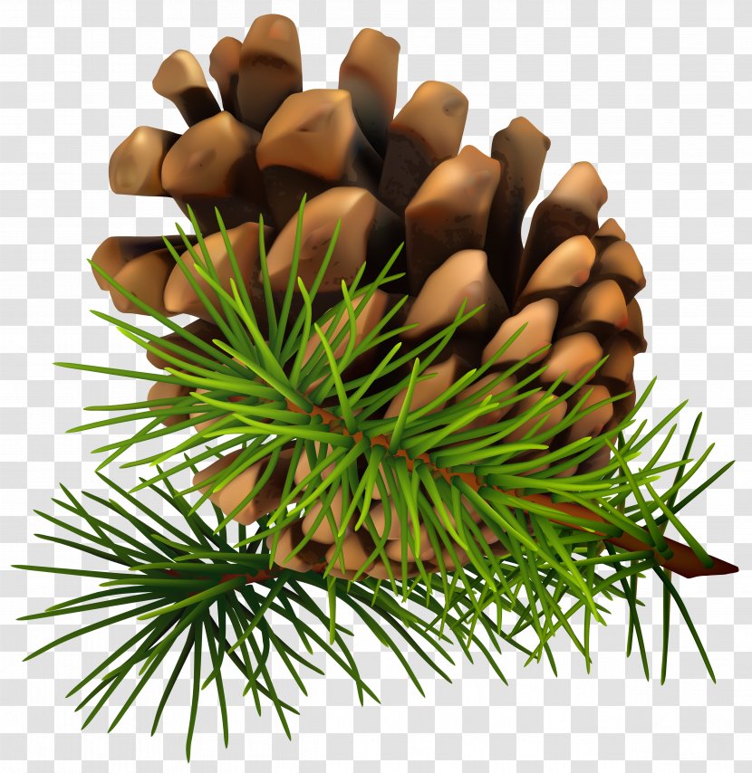 Conifer Cone Pine Clip Art - Grass - Clip-Art Image Transparent PNG