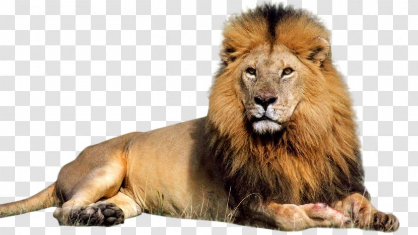 Lion Computer File - Wildlife Transparent PNG