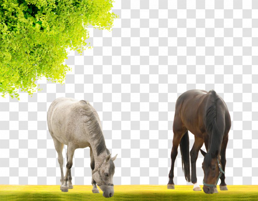 Mustang Stallion Mare Pony - Wildlife - Free Grazing Two Horses To Pull The Material Transparent PNG