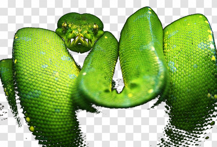 Western Green Mamba Snake Tree Python Yellow Transparent PNG