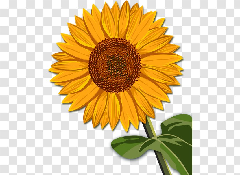 Common Sunflower 2017 International Conference On Computer Vision Clip Art - Information - Institute Of Electrical And Electronics Engineers Transparent PNG