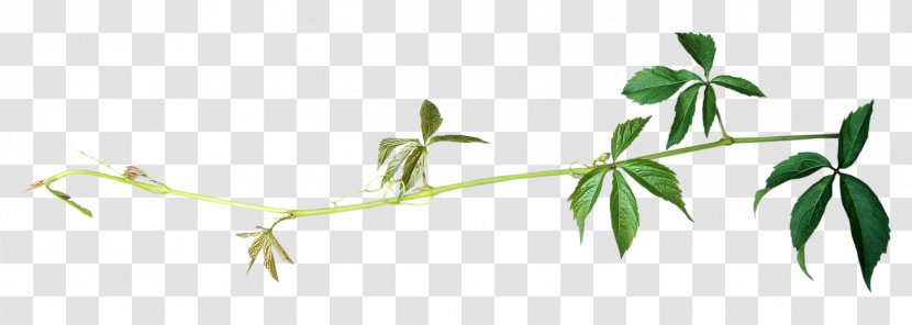 Leaf Plant Stem Painting Green - Branch Transparent PNG