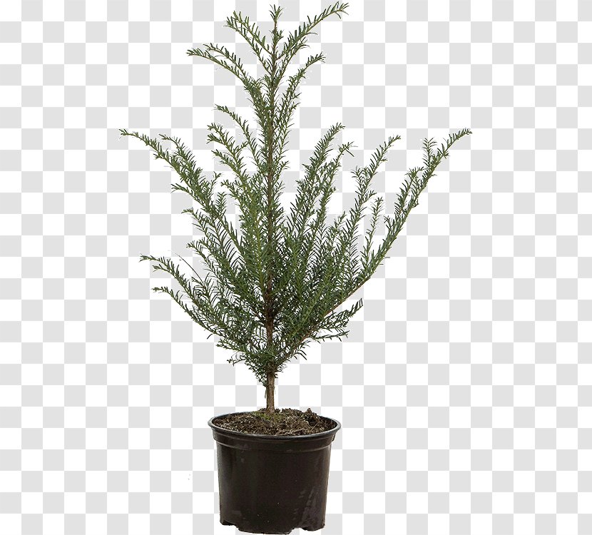 English Yew Spruce Evergreen Flowerpot Fir - Pine Family - Taxus Baccata Transparent PNG