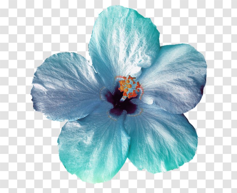 Flower Clip Art - Hibiscus - Acuarela Transparent PNG