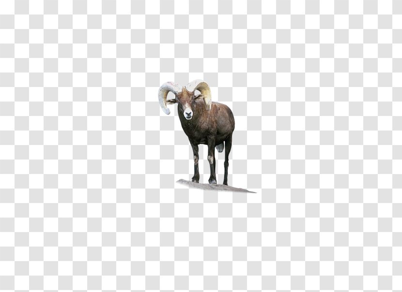 Sheep Random-access Memory Longman Dictionary Of Contemporary English Meaning - Cattle Like Mammal - Bighorn Transparent PNG