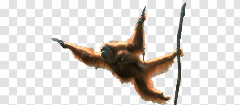 Orangutan Simian Monkey Forest Tree Transparent PNG