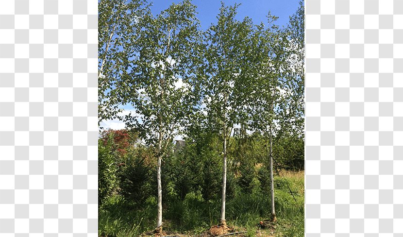River Birch Tree Oak Shrub Temperate Broadleaf And Mixed Forest - Deciduous Specimens Transparent PNG