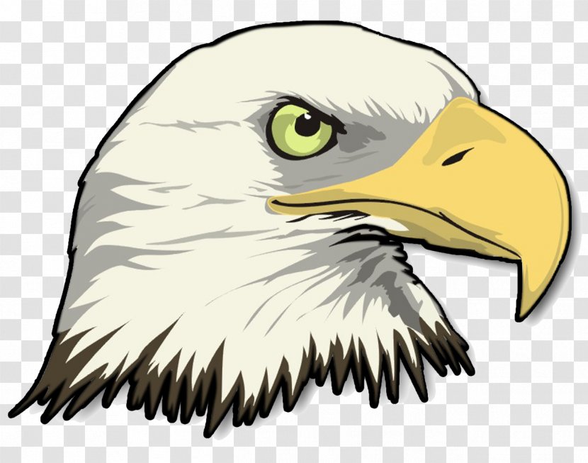 Bald Eagle Drawing Clip Art Transparent PNG