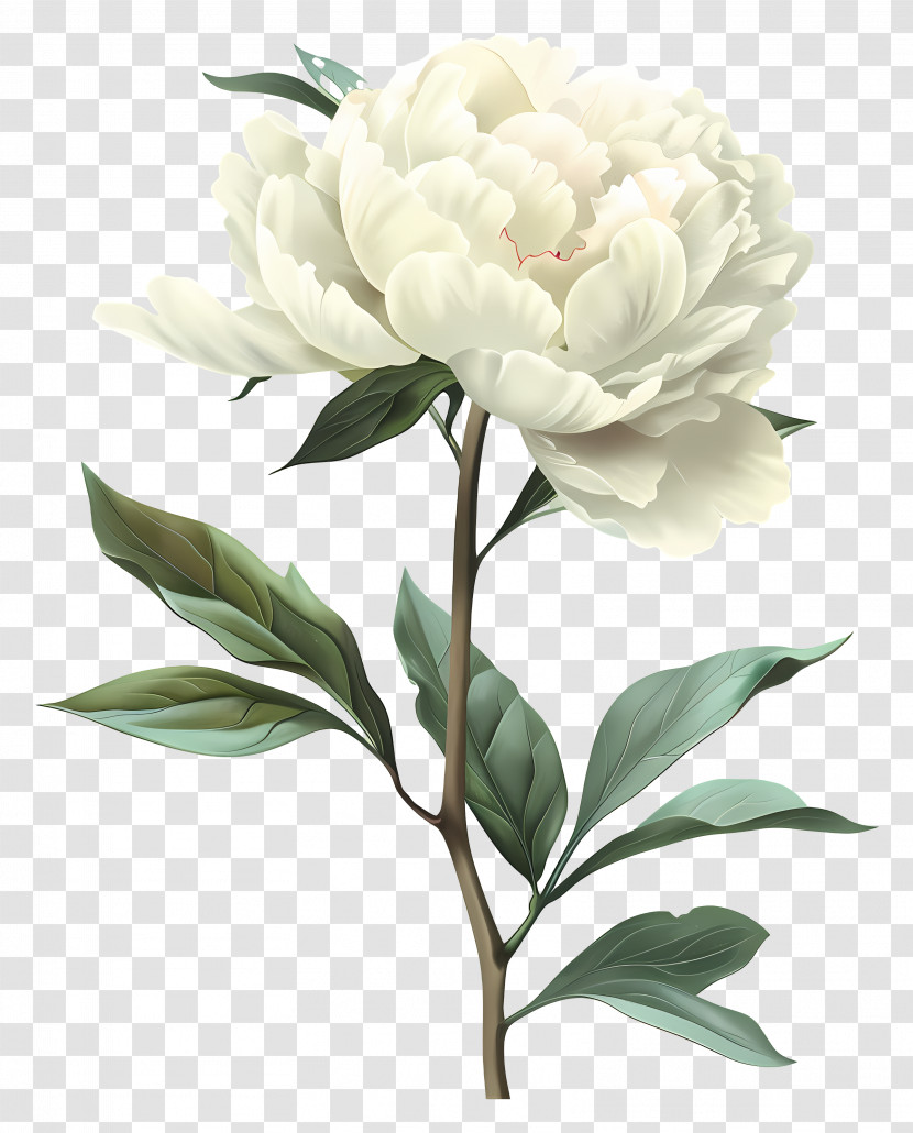 Peonies - White Peony Flower Drawing Transparent PNG