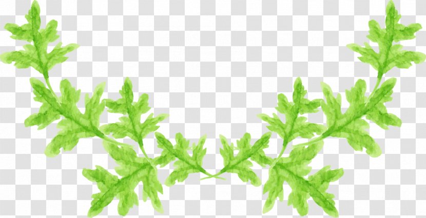 Herbalism Leaf Vegetable Plant Stem - Branch - Watercolor Transparent PNG