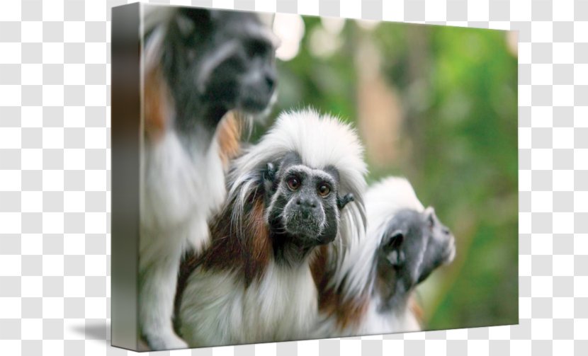 Dog Breed Companion Snout - Monkey - Cotton Top Tamarin Animal Transparent PNG