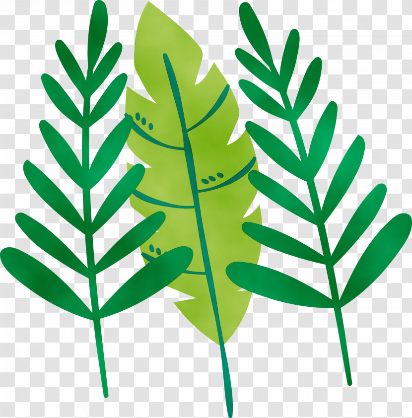 Leaf Plant Stem Vascular Plant Herbal Medicine Font Transparent PNG