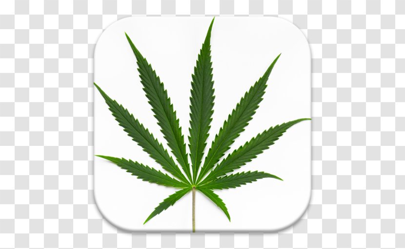 Cannabis Sativa Medical Ruderalis Smoking - Plant Transparent PNG