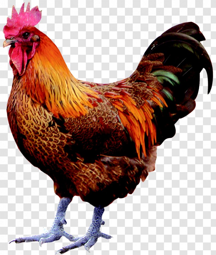 Chicken Birdcage Poultry - Coop Transparent PNG