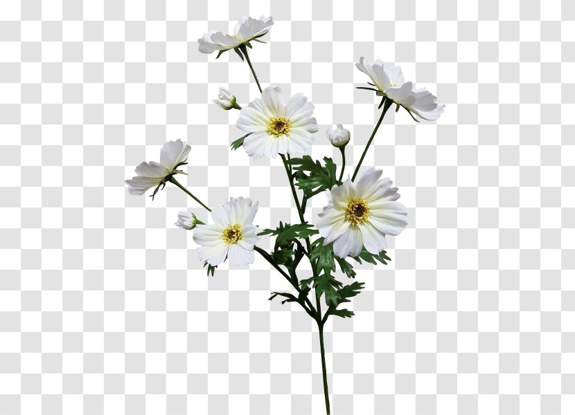 Common Daisy Oxeye Roman Chamomile Cut Flowers Petal - Flora - Flowering Plant Transparent PNG
