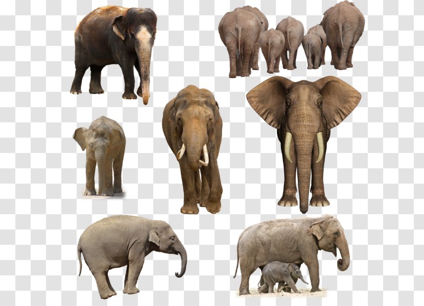 African Elephant Animal Wildlife DeviantArt - Elephants Transparent PNG