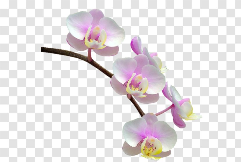 Phalaenopsis Equestris Orchids Flower - Seed Plant Transparent PNG