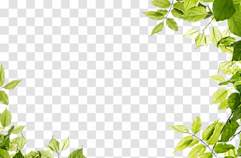 Green Leaf - Grass - Leaves Frame Transparent PNG