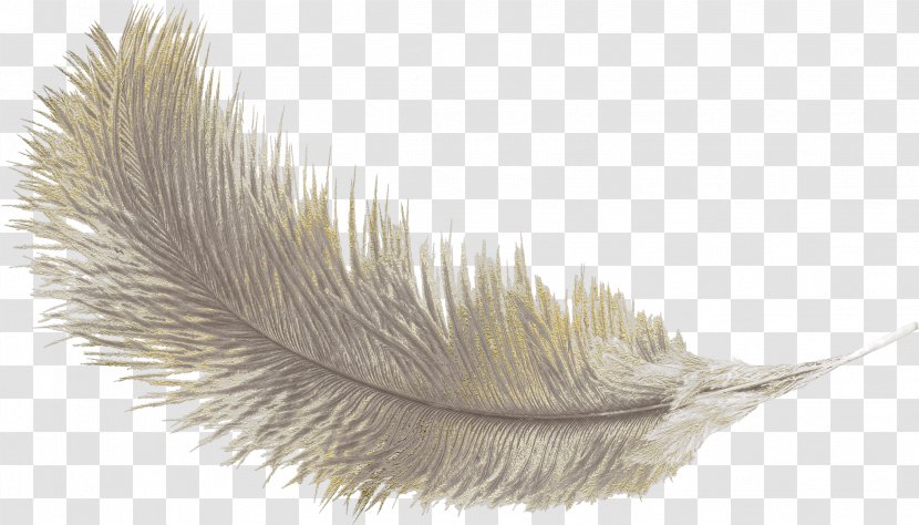 Feather Icon - Heart Transparent PNG