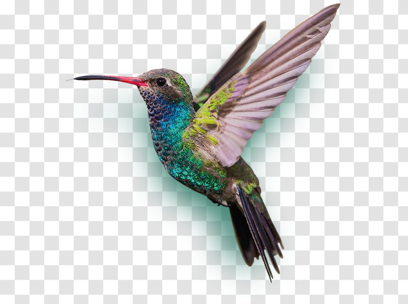 Bee Hummingbird Smolders Shoes Transparent PNG