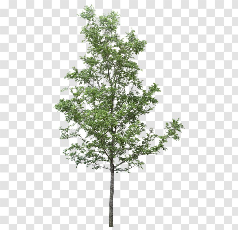 Clip Art Tree Transparency Image - Evergreen - Rendering Psd Transparent PNG