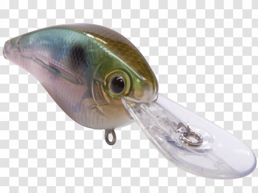 Fishing Baits & Lures Oily Fish Tournament - Seafood Transparent PNG