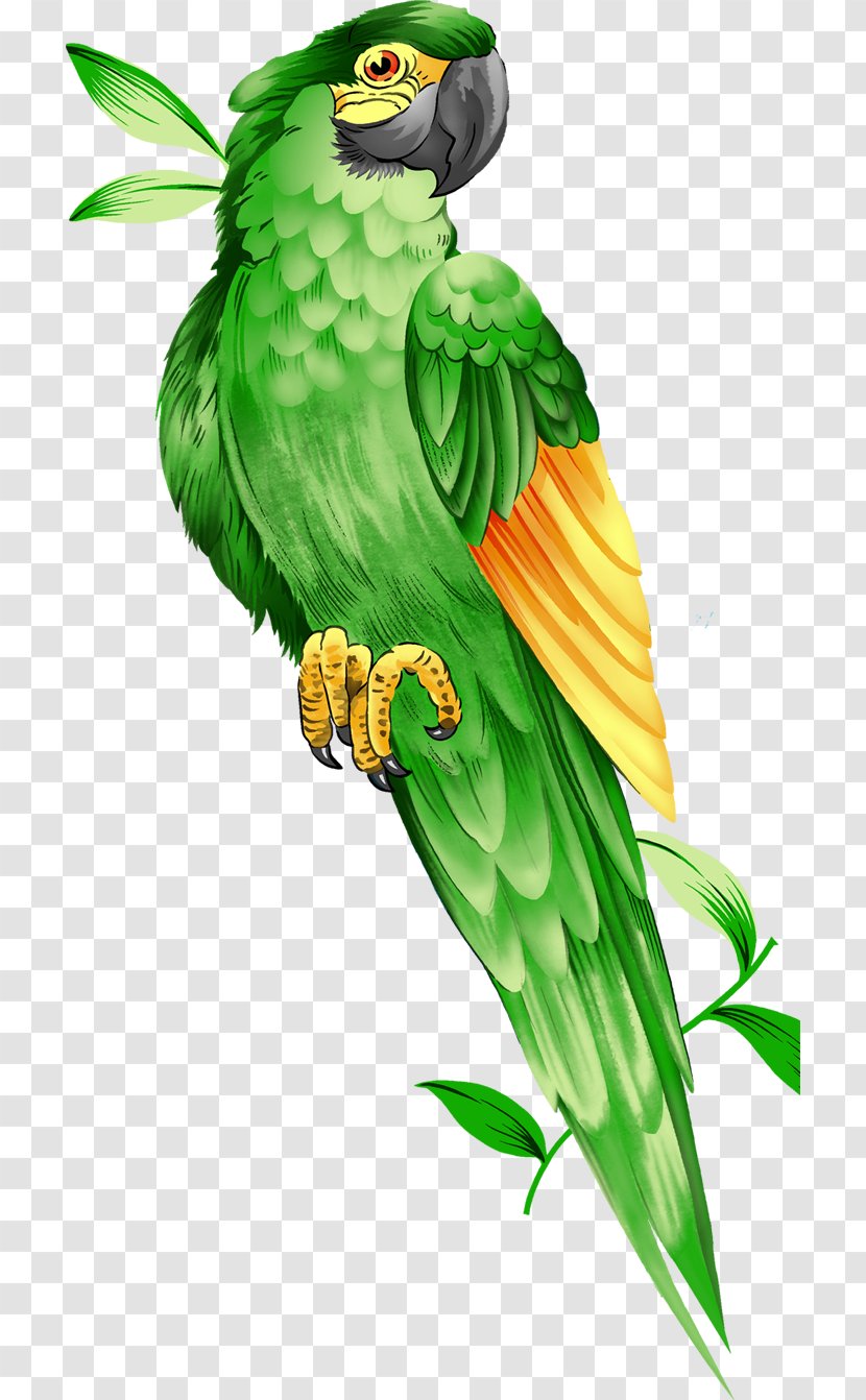 Amazon Parrot Bird Macaw Illustration - Art - Parrot,Bako Transparent PNG