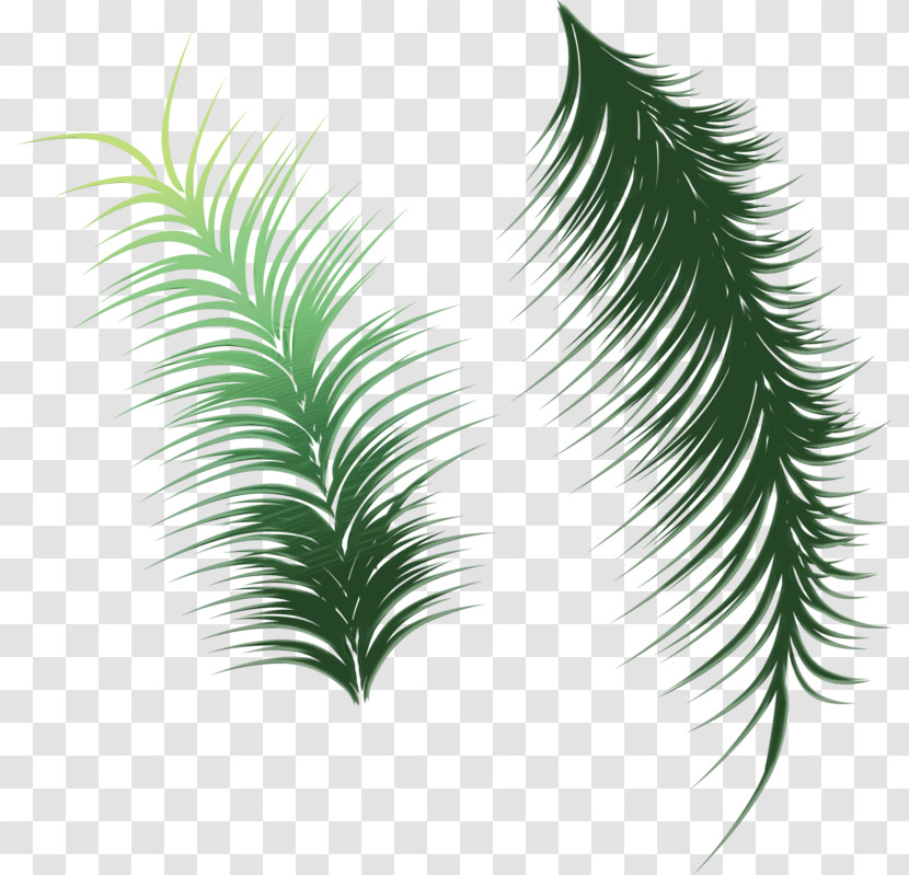 Palm Tree Transparent PNG