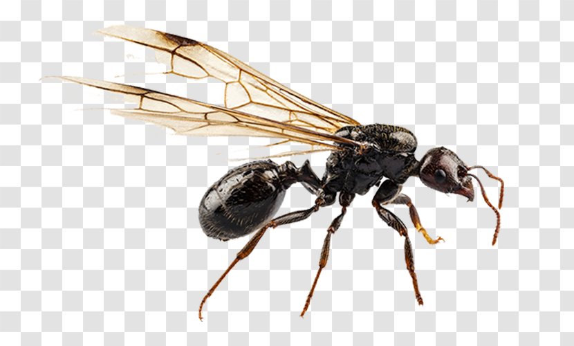 Black Garden Ant Nuptial Flight Pterygota Termite - Invertebrate - Transparent Transparent PNG