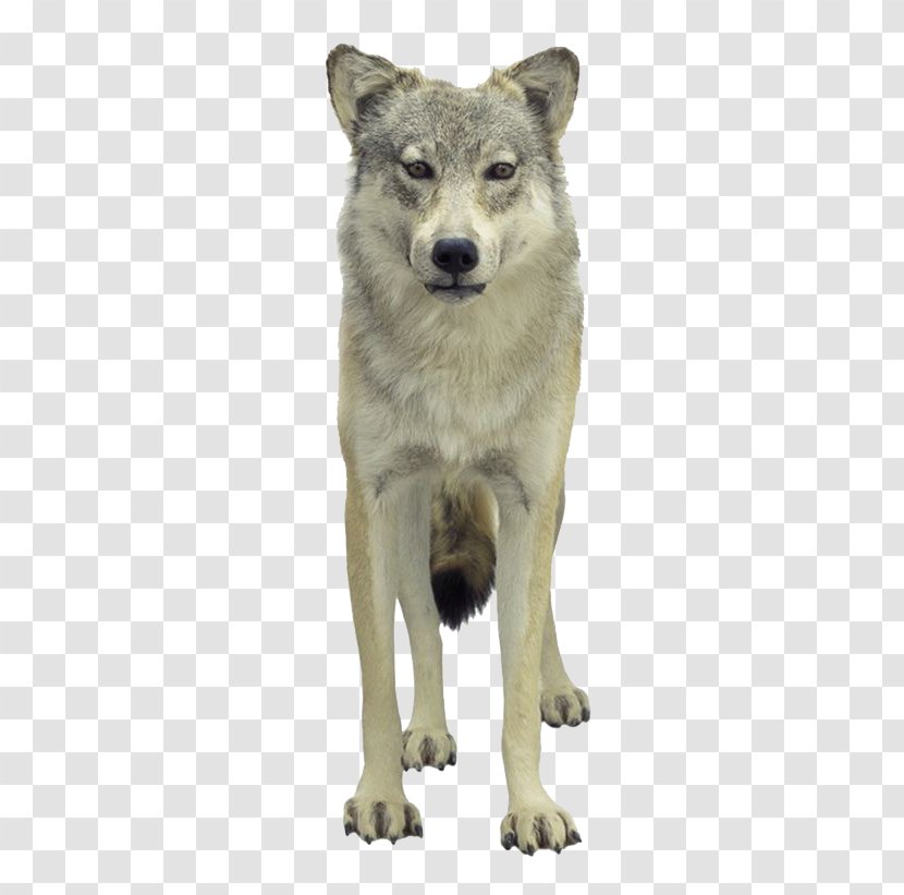 Tundra Wolf Puppy Loup - Coyote - Personality Transparent PNG