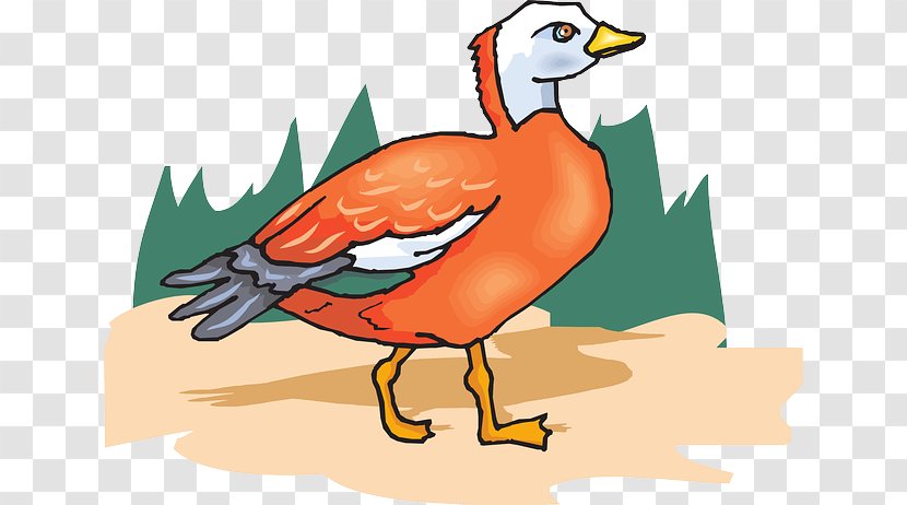Duck Goose Bird Clip Art - Fauna Transparent PNG