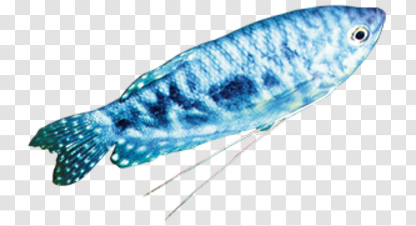 Marine Biology Mammal Fauna Fish - Fin Transparent PNG