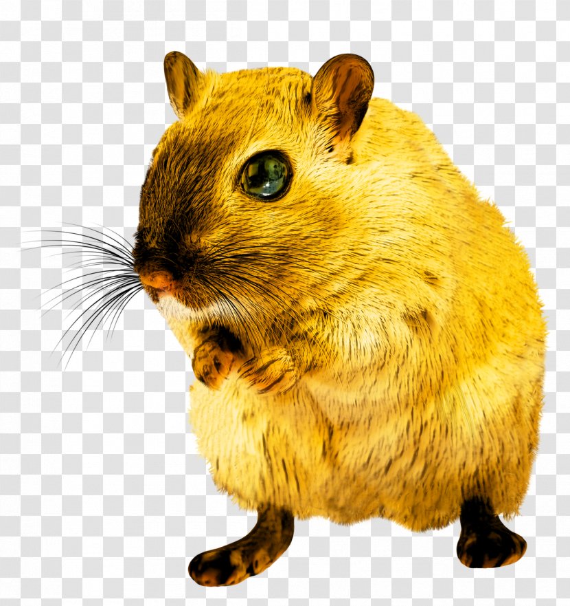 Rodent Rat - Dormouse Transparent PNG
