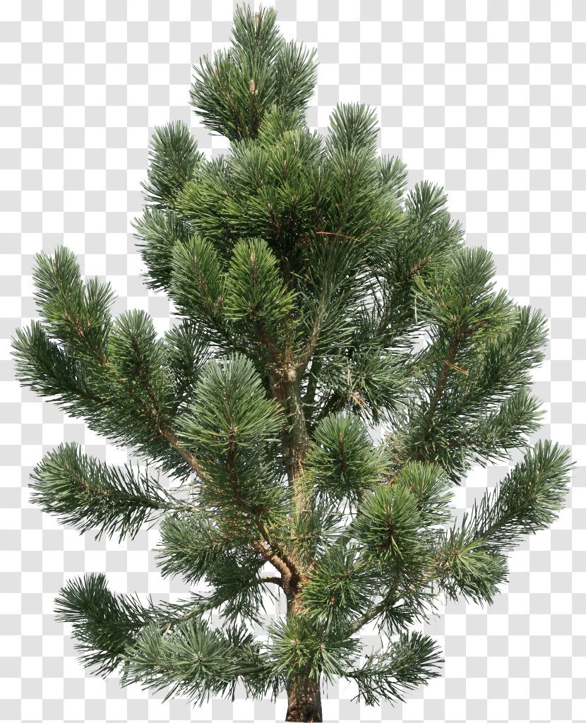 Pine Tree Fir Clip Art - Branch - Fir-tree Transparent PNG