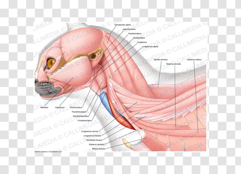 Ischiocavernosus Muscle Neck Thumb Anatomy - Frame - Nose Transparent PNG