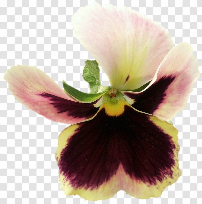 Pansy - Seed Plant - Bleu Et Violet Transparent PNG