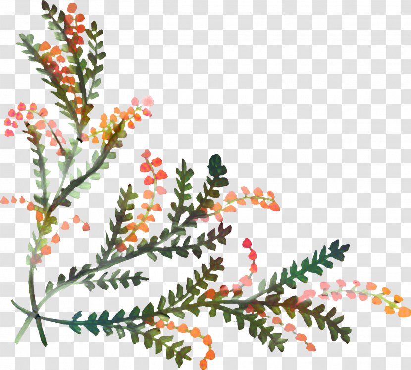 Watercolor Christmas Tree - Leaf - American Larch Vascular Plant Transparent PNG