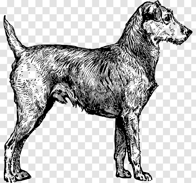 Irish Wolfhound Terrier Ireland Clip Art - Mammal - Hound Transparent PNG