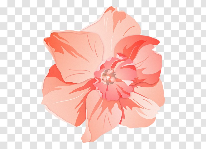 Hibiscus Pink M Family Herbaceous Plant - Mallow - Paul W S Anderson Transparent PNG
