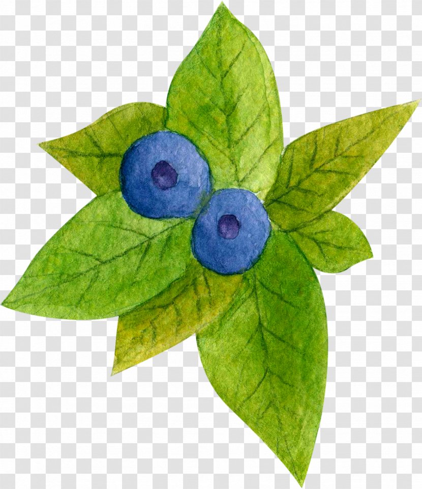 Blueberry Tea - Drawing - Hand-painted Green Leaves Transparent PNG