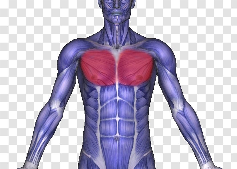 Intercostal Muscle Back Pain Symptom Trapezius - Tree - Abdominal Movement Transparent PNG